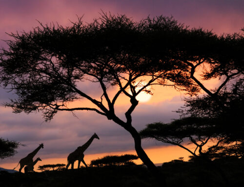 The Healing Power of Nature